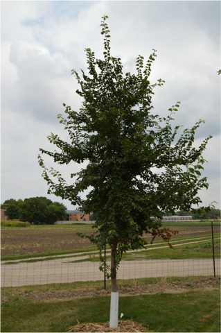 St. Croix Elm