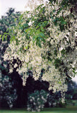 Yellowwood