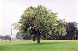 Yellowwood