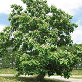 Northern Catalpa