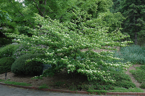 Pagoda Dogwood