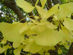 Ginkgo