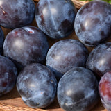 Mt. Royal Plum