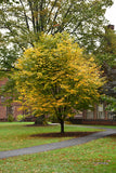 Yellowwood