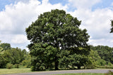 Swamp White Oak
