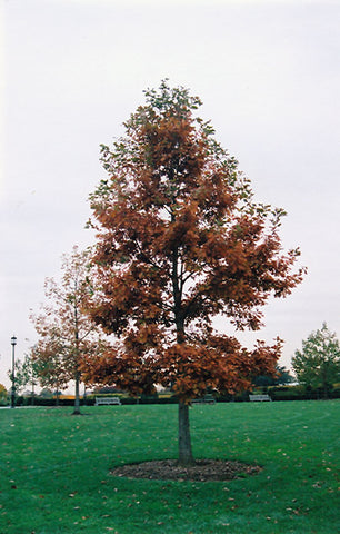 Swamp White Oak