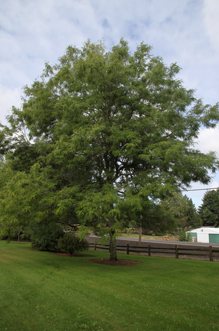 Skyline Honeylocust