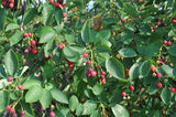 Autumn Brilliance Serviceberry (Single Stem)