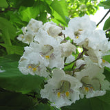 Northern Catalpa