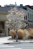 Autumn Brilliance Serviceberry (Single Stem)