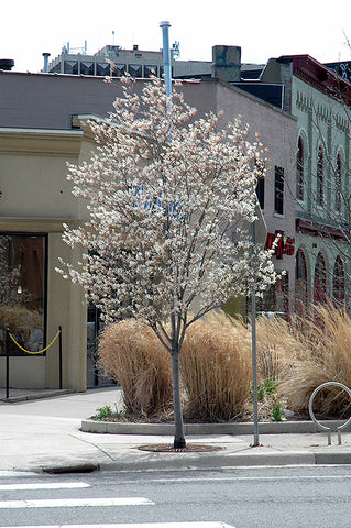 Serviceberry