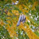 Kentucky Coffeetree 'Espresso'