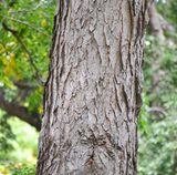 Kentucky Coffeetree 'Espresso'