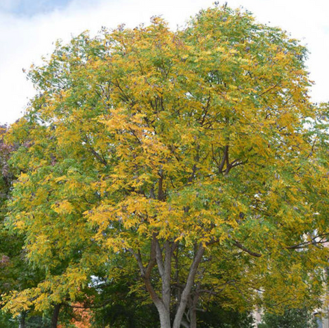 Kentucky Coffeetree 'Espresso'