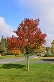 Northwood Red Maple