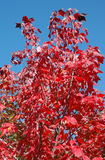 Northwood Red Maple