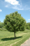 Northwood Red Maple