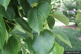Frontyard Linden
